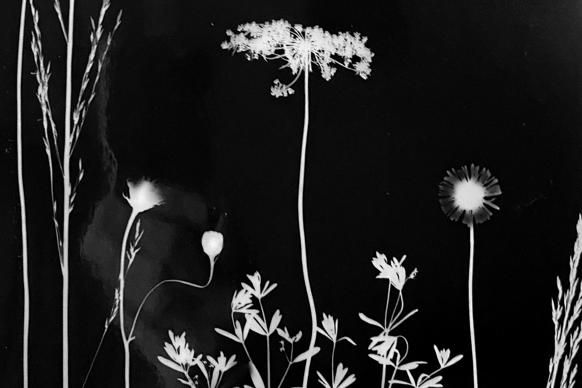 [KJU:B]-FERIENSPECIAL: Fotogramme - magische Fotos ohne Kamera