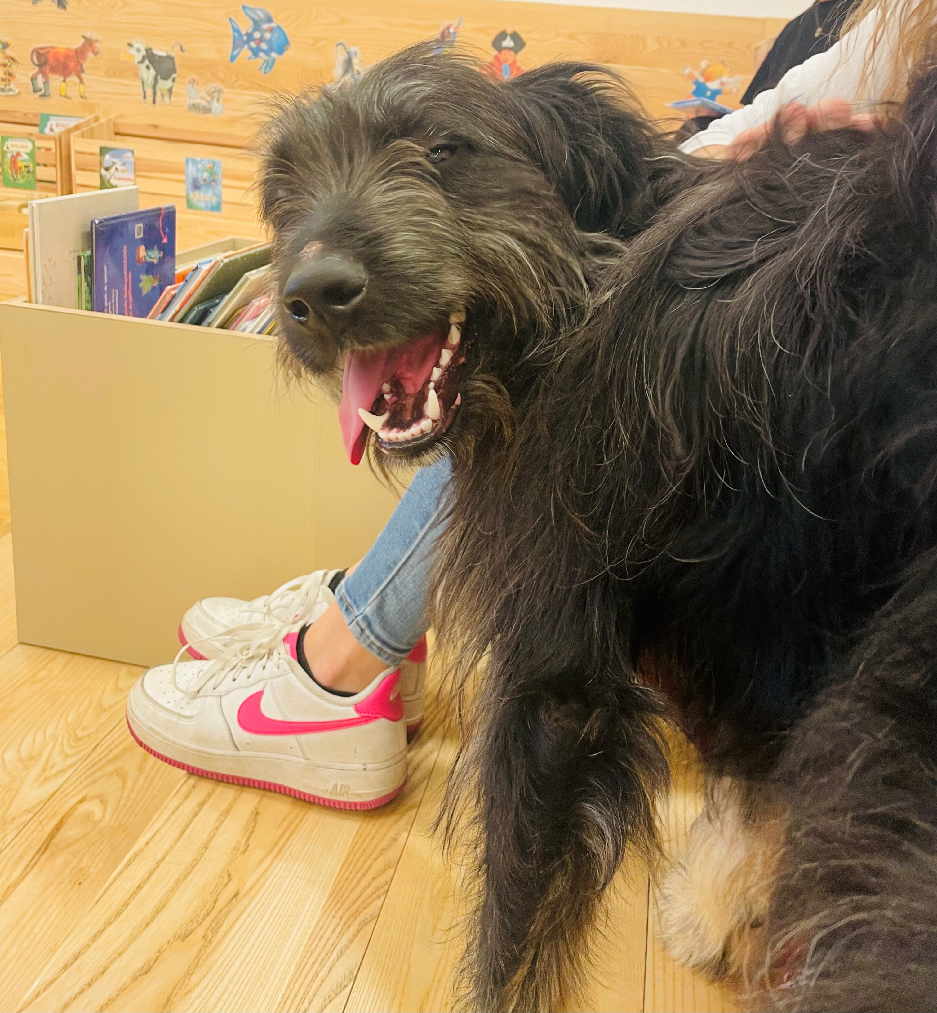 Inselzeit: Lisa will einen Hund
